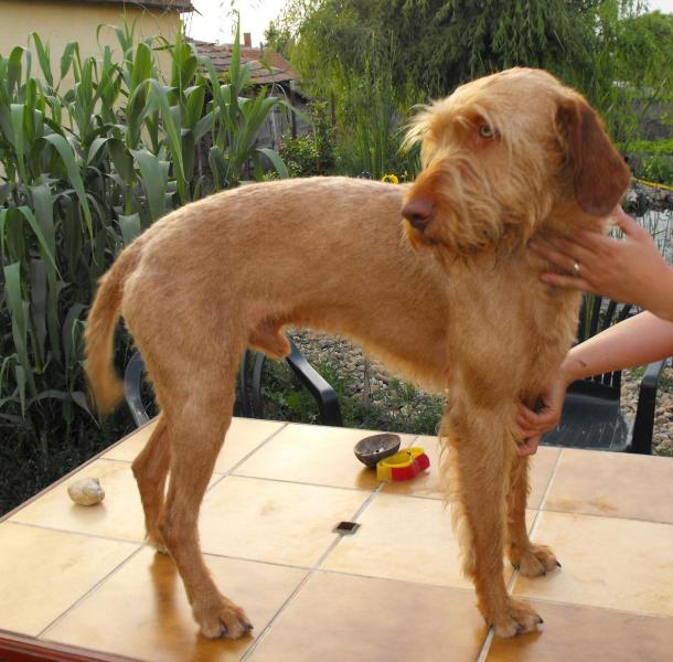 Trimanje